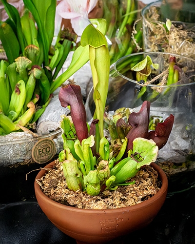 Sarracénie (Sarracenia) en pot